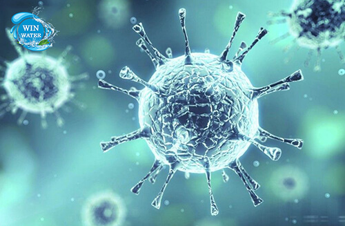 Virus Corona là một họ gồm nhiều loài virus khác nhau, có loài đã gây nên đại dịch SARS